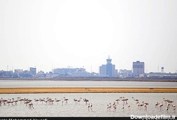 فلامینگو های مهاجر همه ساله زمستان را در گرمای آبهای خلیج فارس به سر میبرند
