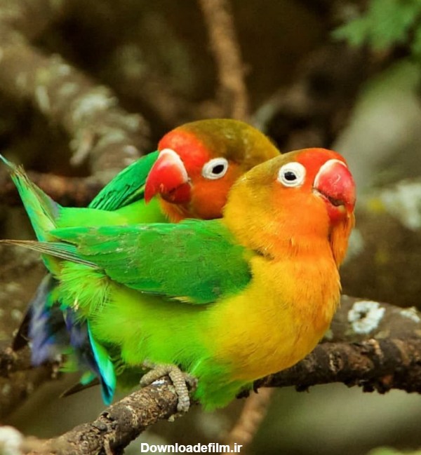 مرغ عشق فیشر - عکس ویسگون