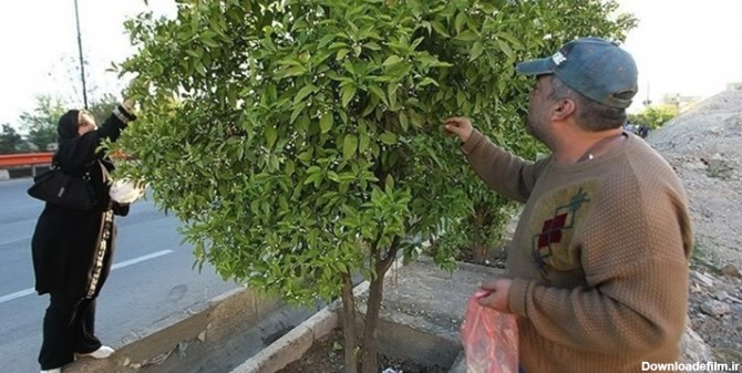 بهار نارنج شیراز به تهدیدی جهت آسیب زدن درختان نارنج منجر نشود ...