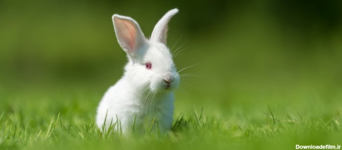 خرید و قیمت خرگوش سفید