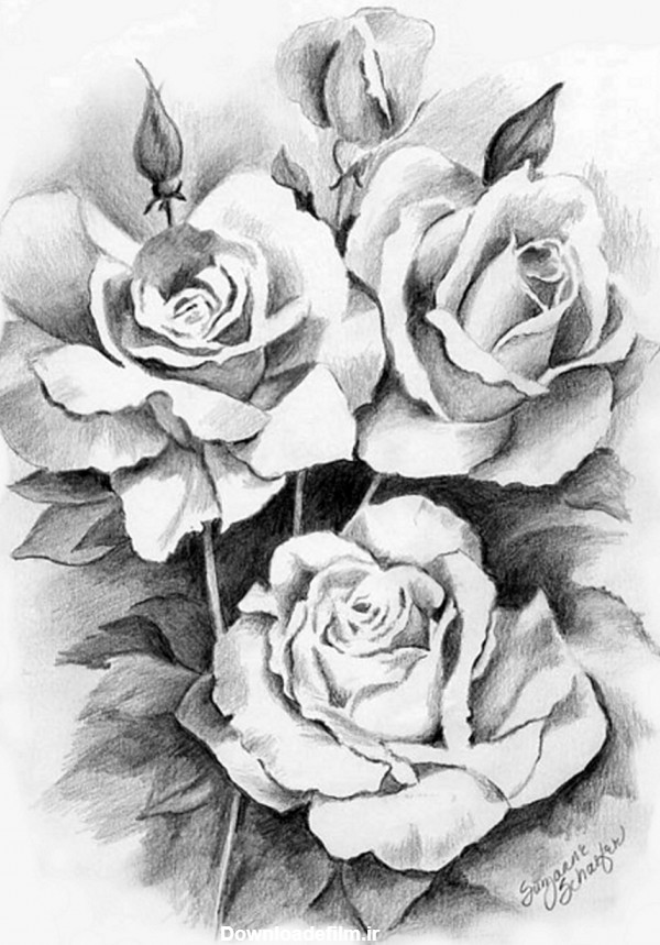نقاشی سیاه قلم سه شاخه گل رز سیاه و سفید