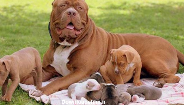 عکس سگ پیت بول | عکس سگ پیتبول - دهکده حیوانات
