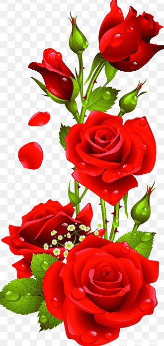 تصویر گل رز قرمز, گل رز, گل رز, عشق, گل آرایی, قلب - png ...