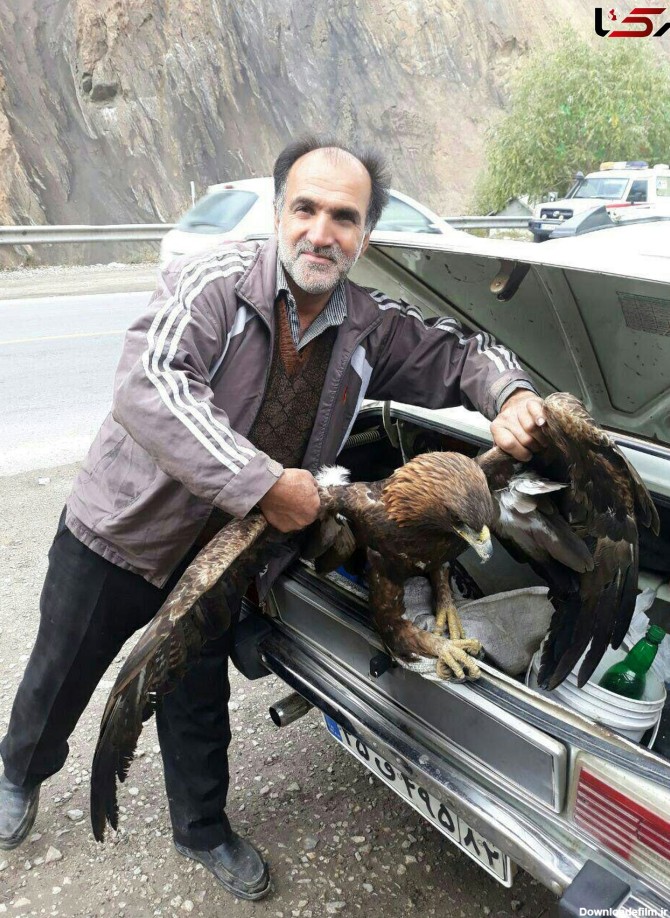 مرد آملی با یک عقاب چه کرد؟! + عکس