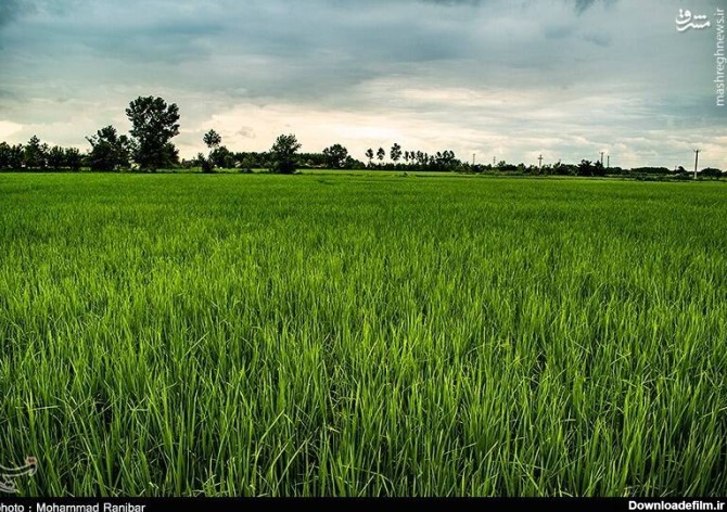مشرق نیوز - عکس/ عطر برنج در شالیزار های گیلان