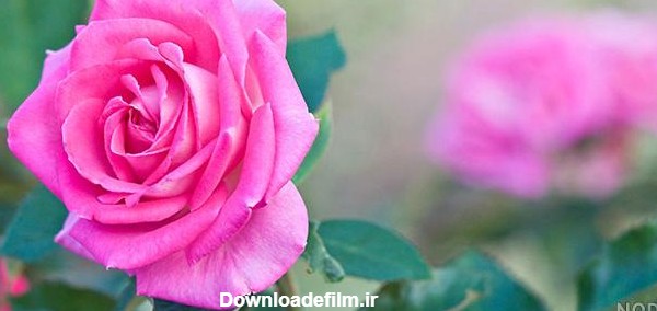 عکس گل رز طبیعی زیبا - عکس نودی