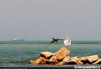 پرندگان مهاجر از زیبایهای طبیعی خلیج فارس هستند