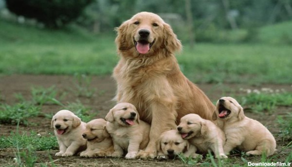 سگ چگونه از بچه هایش نگهداری میکند - دهکده حیوانات