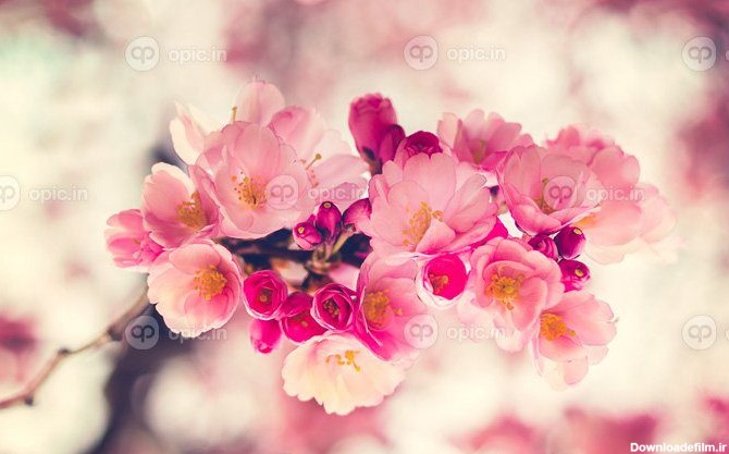 دانلود عکس شکوفه های گیلاس ساکورا در گل های صورتی زیبای بهاری | اوپیک