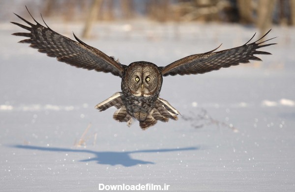 پرواز پرنده جغد روی برف ها owl bird fly snow