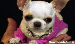 عکس| تصاویر کوچک‌ترین سگ جهان ؛ سگی که از چوب بستنی کوتاه‌تر است!