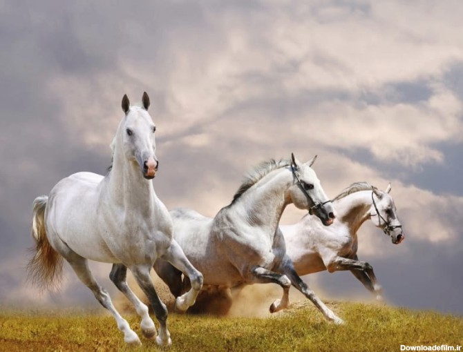 خرید اسب سفید ترکمن ایرانی