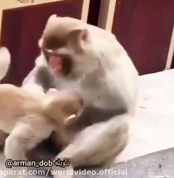کلیپ خنده دار - میمون صداگذاری شده خنده دار