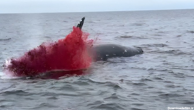 لحظه انفجار وحشتناک نهنگ وسط اقیانوس