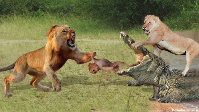 جنگ دیدنی تمساح و شیر ، نبرد سر غذا ، جنگ حیوانات وحشی