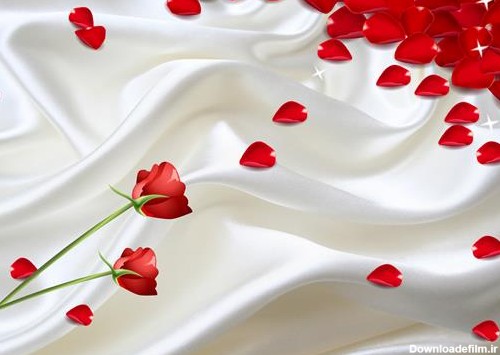 پس زمینه پارچه ای سفید و گل رز قرمز و گلبرگها