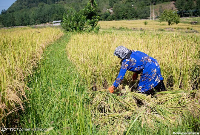 برداشت برنج در شالیزار های شمال کشور