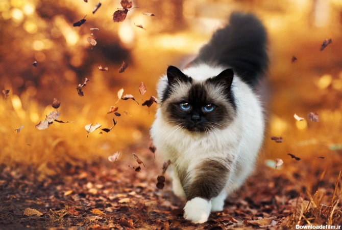 دانلود عکس گربه های ملوس و زیبا برای پروفایل و تصویر زمینه