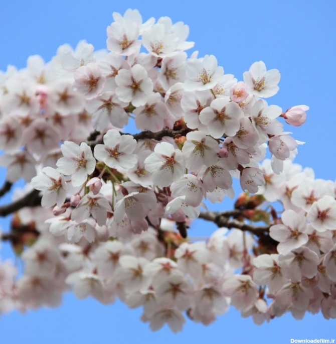 عکس شکوفه های بهاری با کیفیت بالا | گیاهان | فایل آوران