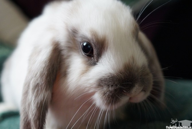 علت عفونت چشم خرگوش و روش درمان