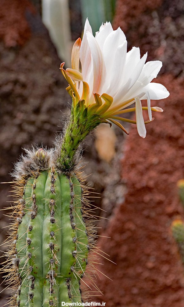 عکس گل طبیعی کاکتوس