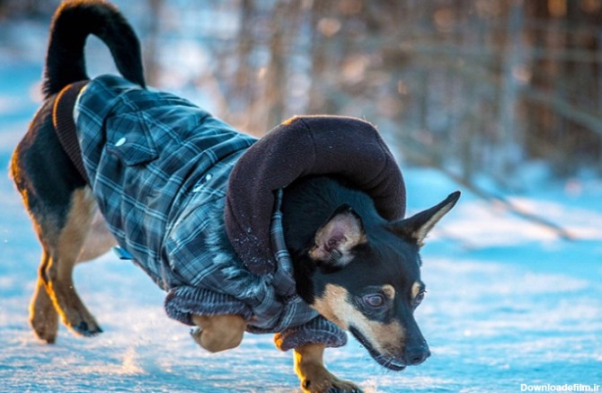 سگ مراقبت شده با لباس گرم در زمستان