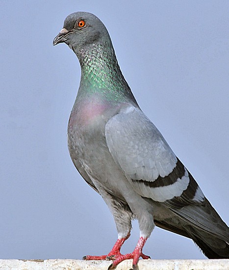 کبوتر چاهی - ویکی‌پدیا، دانشنامهٔ آزاد