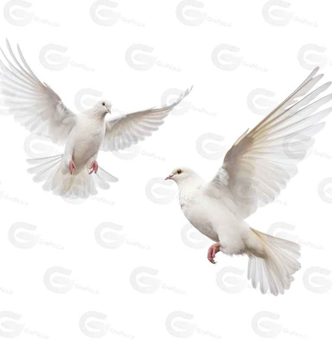 عکس بدون پس زمینه کبوتر سفید کد 062 - گراپیکس