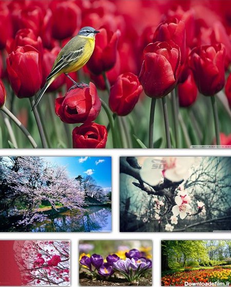 دانلود مجموعه تصاویر والپیپر با موضوع بهار - Spring Wallpaper