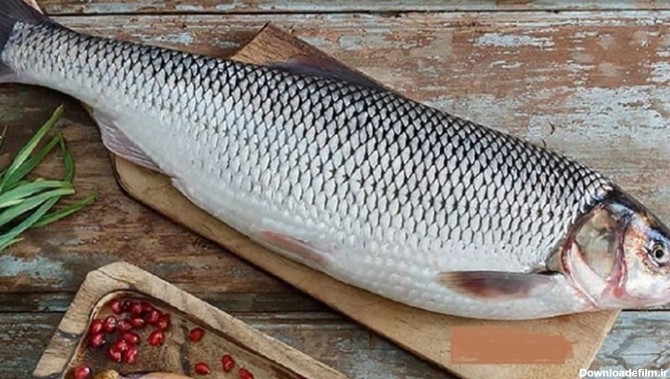 ماهی سفید؛خواص و شکل ظاهری