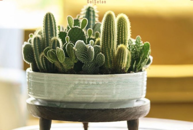 عکس کاکتوس ، زیباترین گیاهان آپارتمانی با روش نگهداری آسان