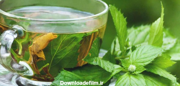 خواص پونه؛ ۸ خاصیت چای پونه برای سلامتی - چطور