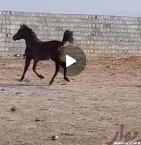 کره مادیان کرد خالص شماره من عکس اخر ی|اسب و تجهیزات اسب سواری ...