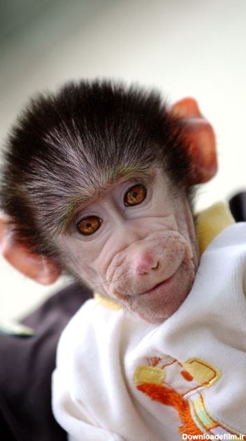 بچه میمون بامزه با لباس cute baby monkey