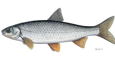 راه تشخیص ماهی سفید رودخانه ای - ویرگول
