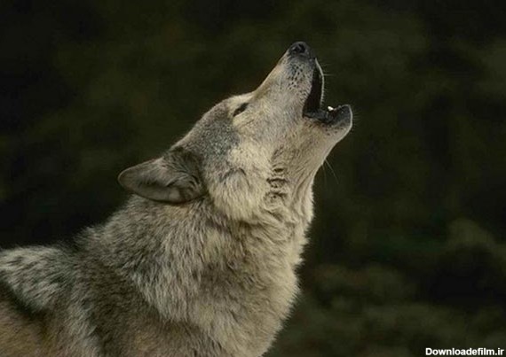 تعبیر خواب گرگ - دیدن حمله گرگ به انسان در خواب نشانه چیست؟