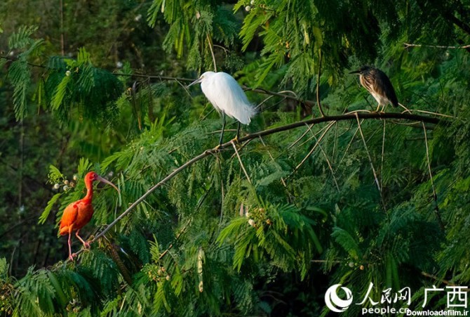 چینی‌ها از نادرترین پرنده جهان رونمایی کردند +تصاویر