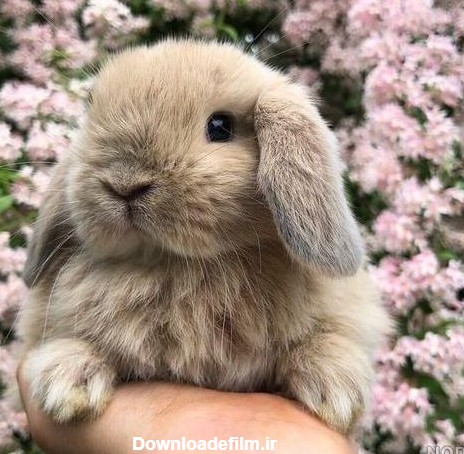 عکسهای زیبا از خرگوش