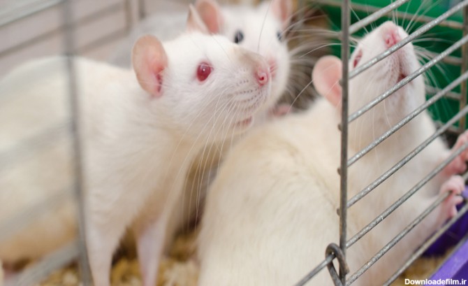 خرید موش یا رت آزمایشگاهی با نژادهای مختلف