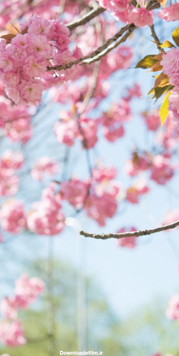 عکس زمینه شکوفه های گیلاس بهاری پس زمینه | والپیپر گرام