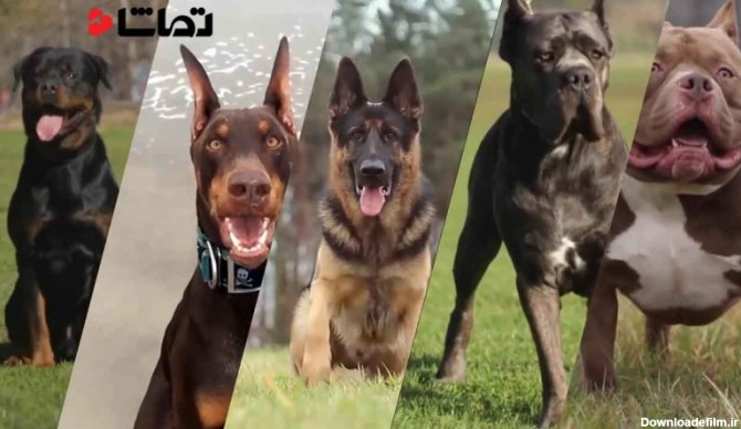 آشنایی با پنج نژاد سگ بسیار قدرتمند و خطرناک؛ اما ناشناخته ...