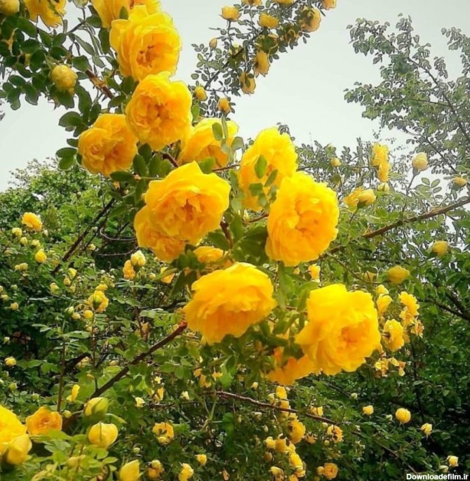 نهال گل محمدی زرد