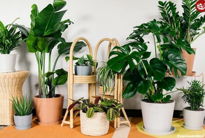 ترفندهای طلایی برای نگهداری از گل و گیاهان آپارتمانی