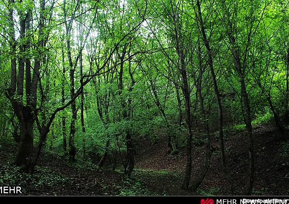 طبیعت جنگل های ارسباران - تبریز (عکس)