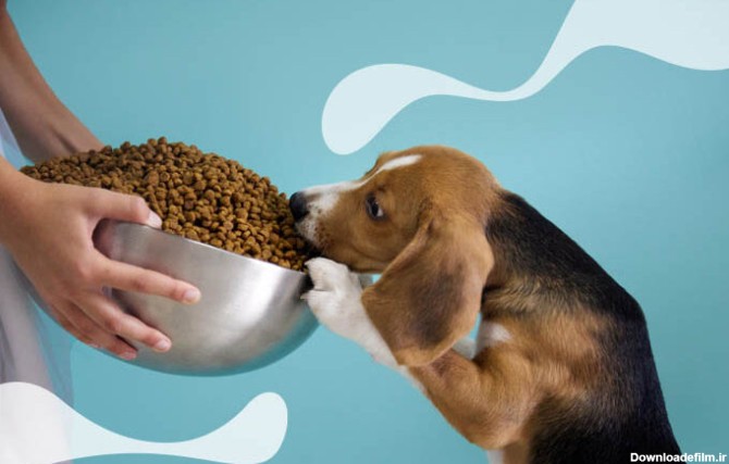 غذای سگ چیست
