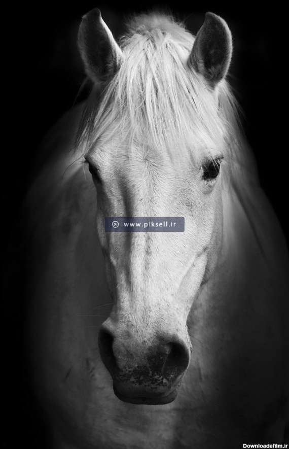 عکس اسب رنگ سفید