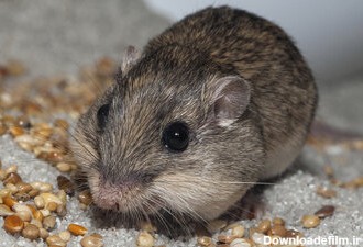 پیرترین موش جهان را بشناسید/ عکس