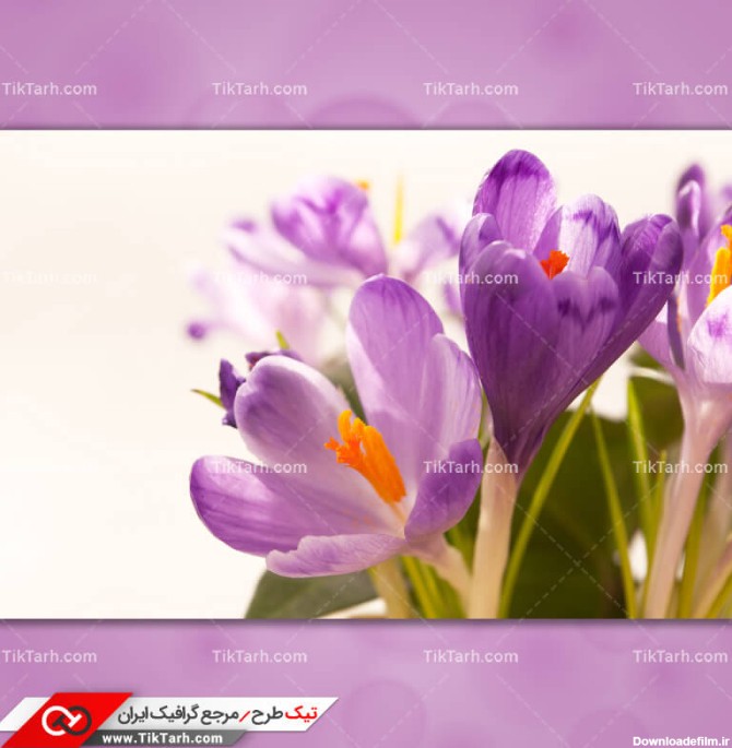 دانلود تصویر با کیفیت گل زعفران