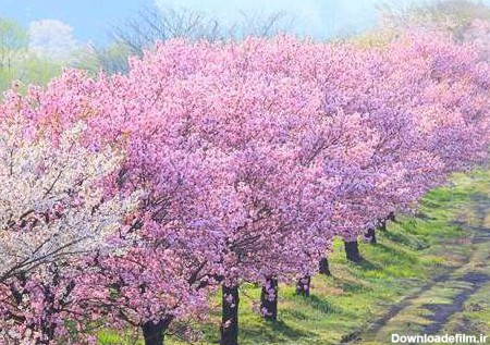 تصاویری از زیبایی های بهار در سراسر جهان