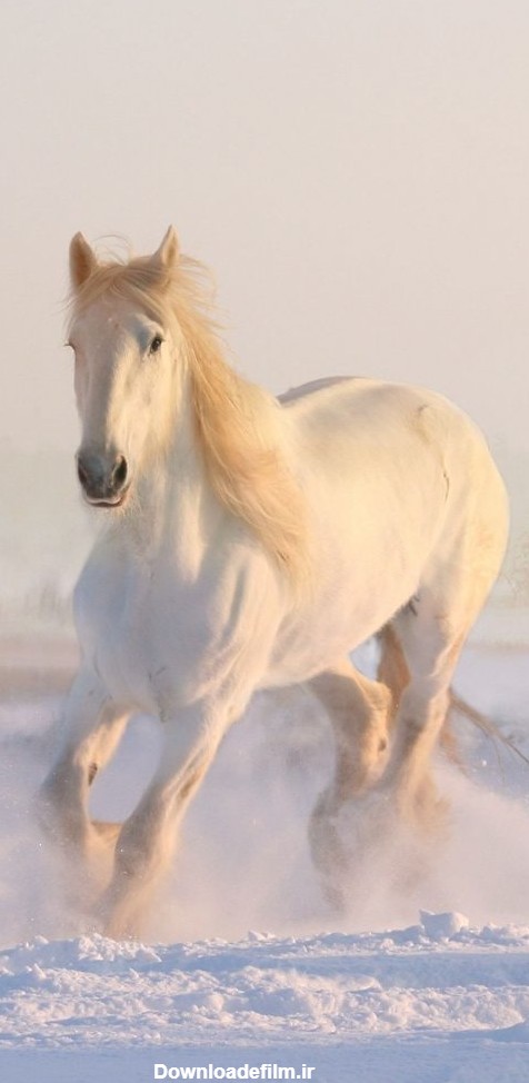 عکس اسب مو بلند سفید